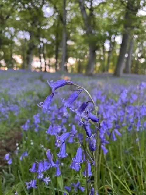 Spring In to Scotland 